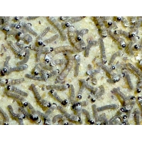 Silkworms Bombyx mori 60-80 Early Stage Silkworms (GB delivery only)